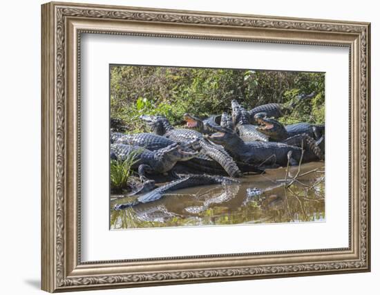 Yacare caiman group basking, mouths open to keep cool, Pantanal, Brazil-Jeff Foott-Framed Photographic Print