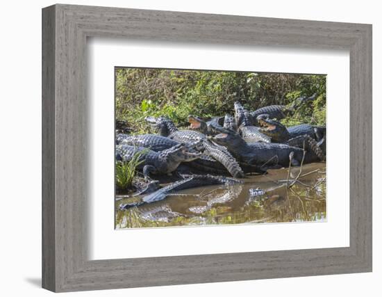 Yacare caiman group basking, mouths open to keep cool, Pantanal, Brazil-Jeff Foott-Framed Photographic Print