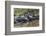 Yacare caiman group basking, mouths open to keep cool, Pantanal, Brazil-Jeff Foott-Framed Photographic Print