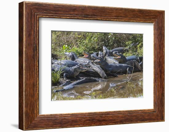 Yacare caiman group basking, mouths open to keep cool, Pantanal, Brazil-Jeff Foott-Framed Photographic Print