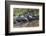 Yacare caiman group basking, mouths open to keep cool, Pantanal, Brazil-Jeff Foott-Framed Photographic Print