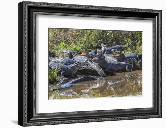 Yacare caiman group basking, mouths open to keep cool, Pantanal, Brazil-Jeff Foott-Framed Photographic Print