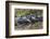 Yacare caiman group basking, mouths open to keep cool, Pantanal, Brazil-Jeff Foott-Framed Photographic Print