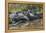 Yacare caiman group basking, mouths open to keep cool, Pantanal, Brazil-Jeff Foott-Framed Premier Image Canvas