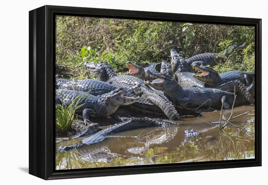 Yacare caiman group basking, mouths open to keep cool, Pantanal, Brazil-Jeff Foott-Framed Premier Image Canvas