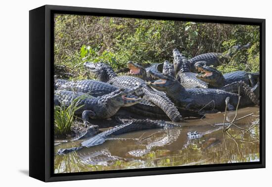 Yacare caiman group basking, mouths open to keep cool, Pantanal, Brazil-Jeff Foott-Framed Premier Image Canvas