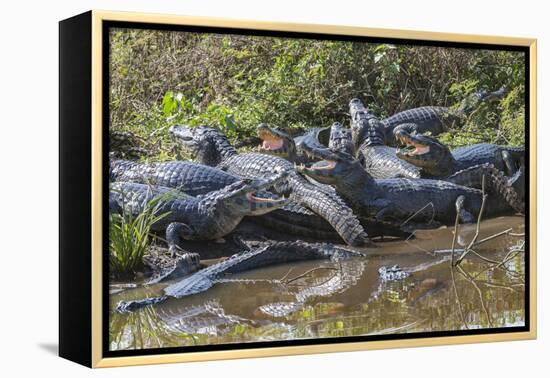 Yacare caiman group basking, mouths open to keep cool, Pantanal, Brazil-Jeff Foott-Framed Premier Image Canvas