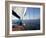 Yacht Sailing West Along the Coast, Dorset, England, United Kingdom, Europe-David Lomax-Framed Photographic Print