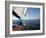 Yacht Sailing West Along the Coast, Dorset, England, United Kingdom, Europe-David Lomax-Framed Photographic Print