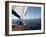 Yacht Sailing West Along the Coast, Dorset, England, United Kingdom, Europe-David Lomax-Framed Photographic Print