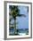 Yachts and Palms, Barbados, West Indies, Caribbean, Central America-J Lightfoot-Framed Photographic Print