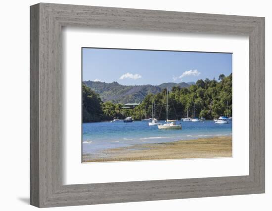 Yachts moored in the sheltered harbour, Ngakuta Bay, near Picton, Marlborough, South Island, New Ze-Ruth Tomlinson-Framed Photographic Print