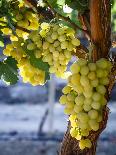 Red Globe Grapes at a Vineyard, San Joaquin Valley, California, Usa-Yadid Levy-Photographic Print