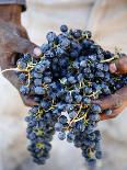 Vineyards in San Joaquin Valley, California, United States of America, North America-Yadid Levy-Photographic Print