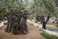 Olive Trees in the Garden of Gethsemane, Jerusalem, Israel, Middle East-Yadid Levy-Photographic Print