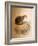 Yaguarundi Cat, 1851-69-Joseph Wolf-Framed Giclee Print