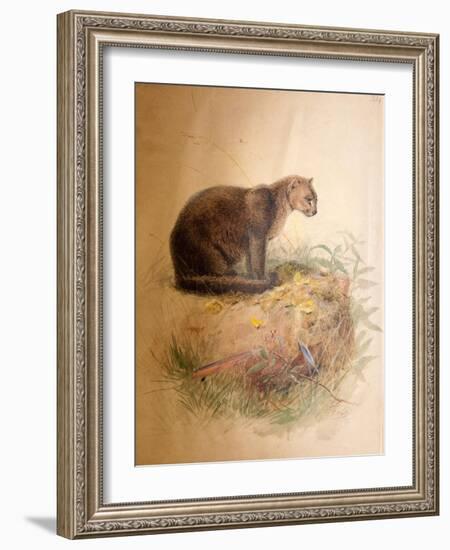Yaguarundi Cat, 1851-69-Joseph Wolf-Framed Giclee Print