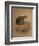 Yaguarundi Cat (Felis Yaguarundi)-Joseph Wolf-Framed Giclee Print