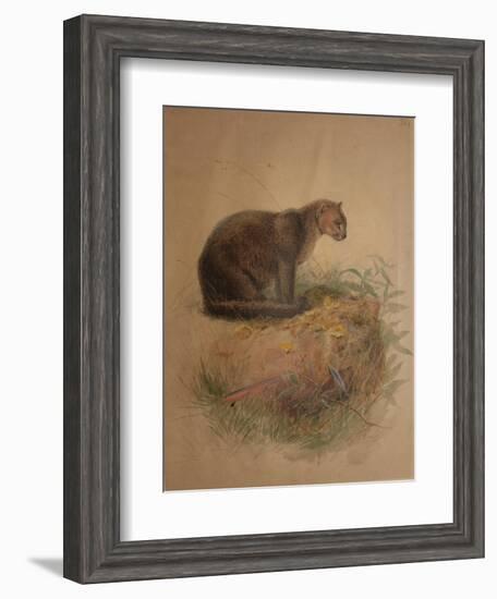 Yaguarundi Cat (Felis Yaguarundi)-Joseph Wolf-Framed Giclee Print