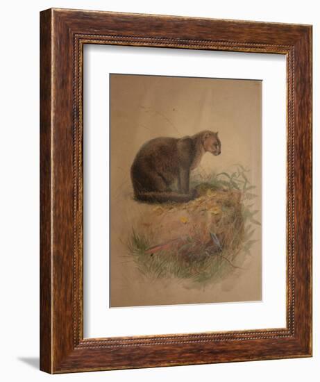 Yaguarundi Cat (Felis Yaguarundi)-Joseph Wolf-Framed Giclee Print