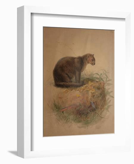 Yaguarundi Cat (Felis Yaguarundi)-Joseph Wolf-Framed Giclee Print