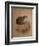 Yaguarundi Cat (Felis Yaguarundi)-Joseph Wolf-Framed Giclee Print