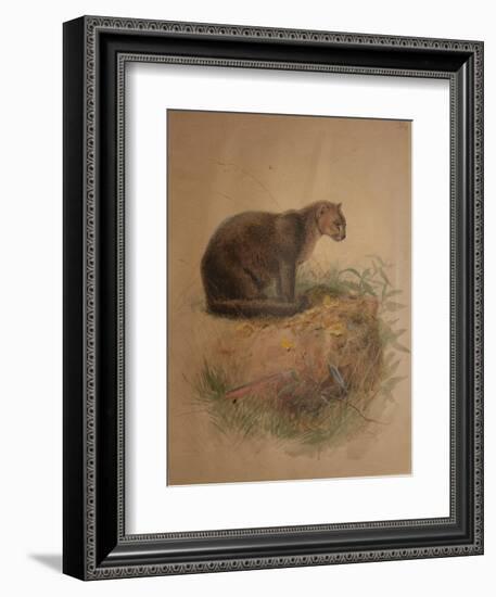 Yaguarundi Cat (Felis Yaguarundi)-Joseph Wolf-Framed Giclee Print