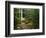 Yahoo Falls, Big South Fork National River and Recreation Area, Kentucky, USA-Adam Jones-Framed Photographic Print