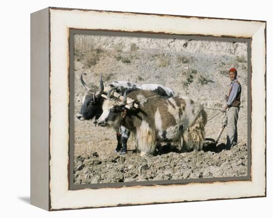 Yak-Drawn Plough in Barley Field High on Tibetan Plateau, Tibet, China-Tony Waltham-Framed Premier Image Canvas