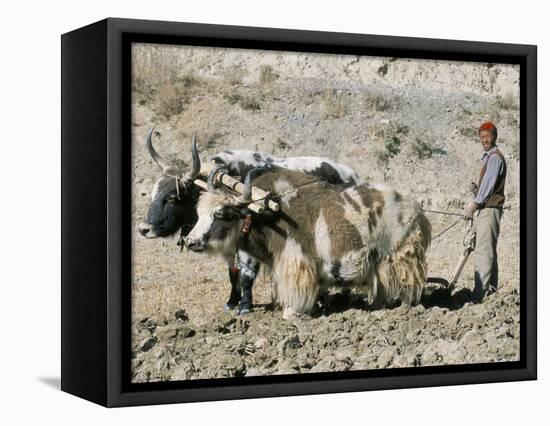 Yak-Drawn Plough in Barley Field High on Tibetan Plateau, Tibet, China-Tony Waltham-Framed Premier Image Canvas