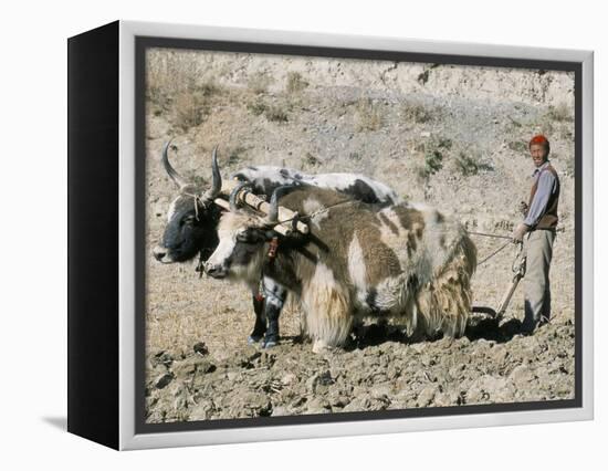 Yak-Drawn Plough in Barley Field High on Tibetan Plateau, Tibet, China-Tony Waltham-Framed Premier Image Canvas