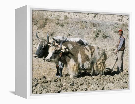 Yak-Drawn Plough in Barley Field High on Tibetan Plateau, Tibet, China-Tony Waltham-Framed Premier Image Canvas