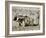 Yak-Drawn Plough in Barley Field High on Tibetan Plateau, Tibet, China-Tony Waltham-Framed Photographic Print