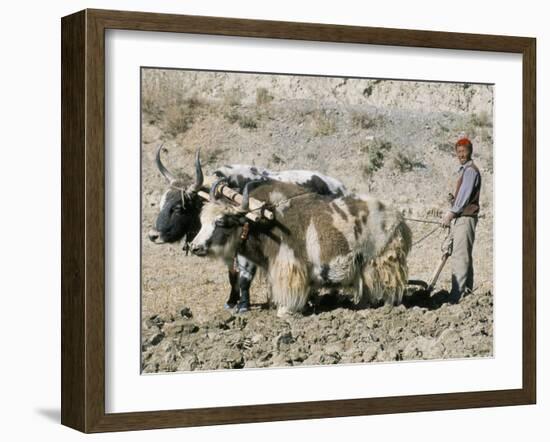 Yak-Drawn Plough in Barley Field High on Tibetan Plateau, Tibet, China-Tony Waltham-Framed Photographic Print