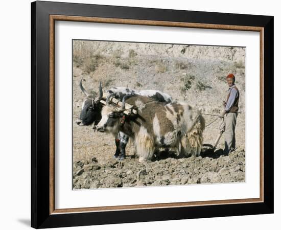 Yak-Drawn Plough in Barley Field High on Tibetan Plateau, Tibet, China-Tony Waltham-Framed Photographic Print