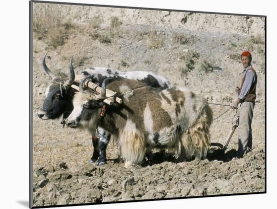 Yak-Drawn Plough in Barley Field High on Tibetan Plateau, Tibet, China-Tony Waltham-Mounted Photographic Print