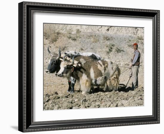 Yak-Drawn Plough in Barley Field High on Tibetan Plateau, Tibet, China-Tony Waltham-Framed Photographic Print