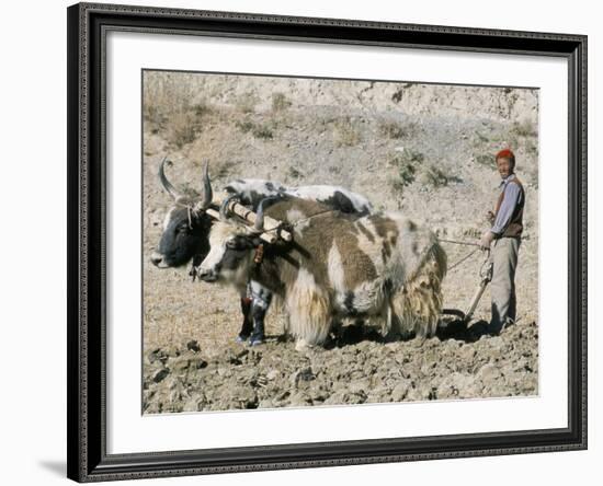 Yak-Drawn Plough in Barley Field High on Tibetan Plateau, Tibet, China-Tony Waltham-Framed Photographic Print