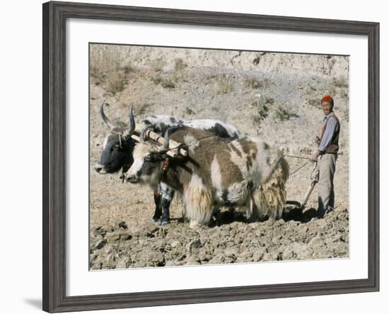 Yak-Drawn Plough in Barley Field High on Tibetan Plateau, Tibet, China-Tony Waltham-Framed Photographic Print