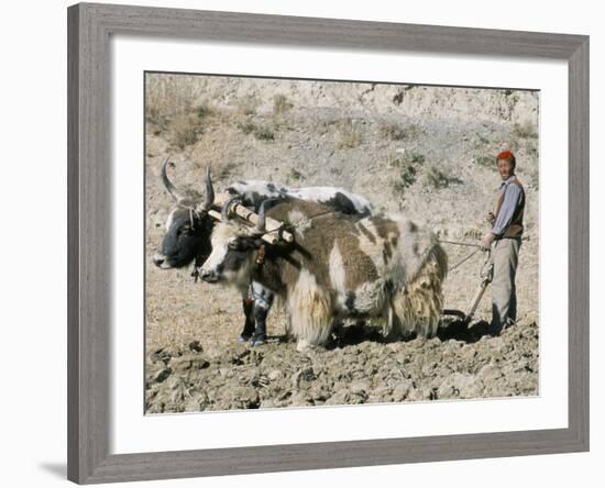 Yak-Drawn Plough in Barley Field High on Tibetan Plateau, Tibet, China-Tony Waltham-Framed Photographic Print