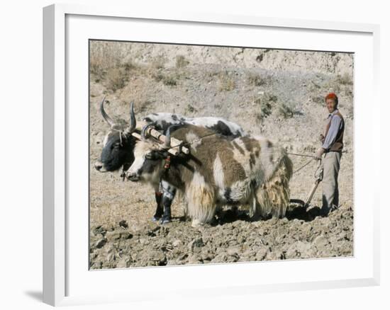 Yak-Drawn Plough in Barley Field High on Tibetan Plateau, Tibet, China-Tony Waltham-Framed Photographic Print