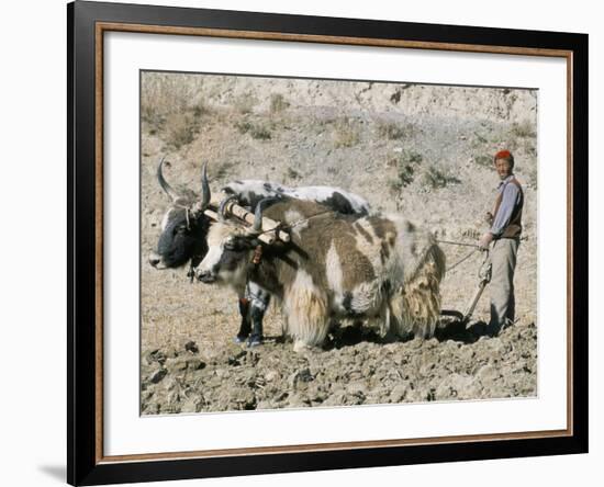 Yak-Drawn Plough in Barley Field High on Tibetan Plateau, Tibet, China-Tony Waltham-Framed Photographic Print