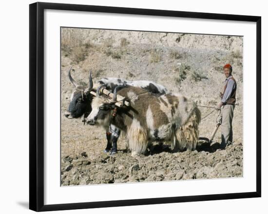 Yak-Drawn Plough in Barley Field High on Tibetan Plateau, Tibet, China-Tony Waltham-Framed Photographic Print