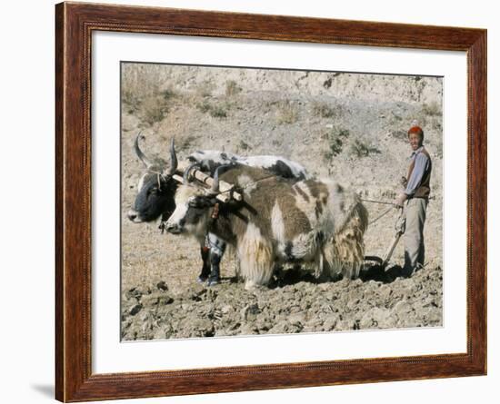 Yak-Drawn Plough in Barley Field High on Tibetan Plateau, Tibet, China-Tony Waltham-Framed Photographic Print