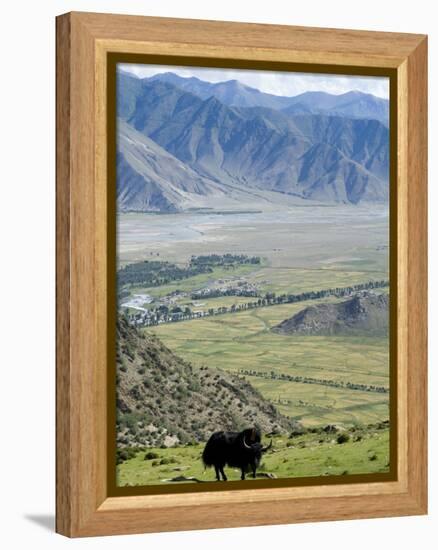 Yak, Ganden Monastery, Near Lhasa, Tibet, China-Ethel Davies-Framed Premier Image Canvas