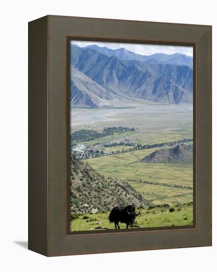 Yak, Ganden Monastery, Near Lhasa, Tibet, China-Ethel Davies-Framed Premier Image Canvas