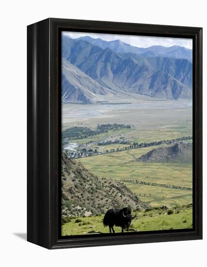 Yak, Ganden Monastery, Near Lhasa, Tibet, China-Ethel Davies-Framed Premier Image Canvas