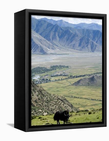 Yak, Ganden Monastery, Near Lhasa, Tibet, China-Ethel Davies-Framed Premier Image Canvas