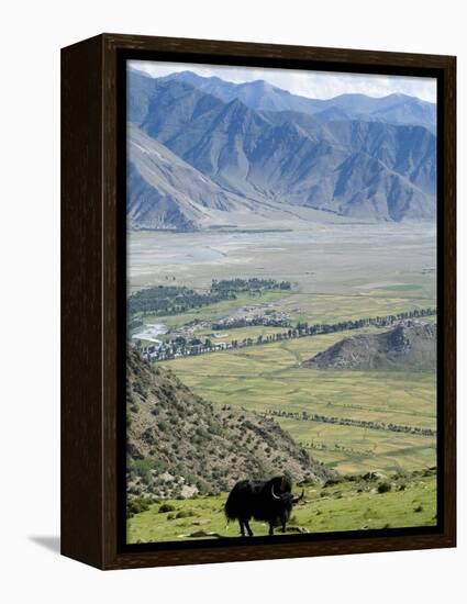 Yak, Ganden Monastery, Near Lhasa, Tibet, China-Ethel Davies-Framed Premier Image Canvas