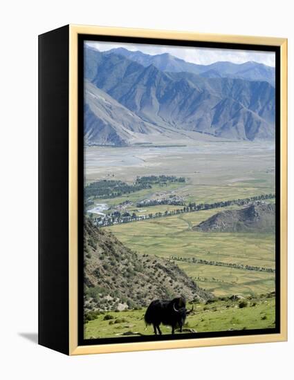 Yak, Ganden Monastery, Near Lhasa, Tibet, China-Ethel Davies-Framed Premier Image Canvas